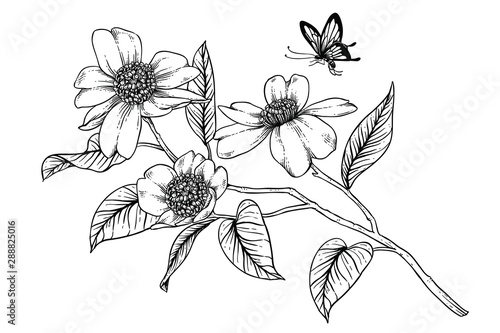 Sketch Floral Botany Collection. Camellia flower drawings. Black and white with line art on white backgrounds. Hand Drawn Botanical Illustrations. 