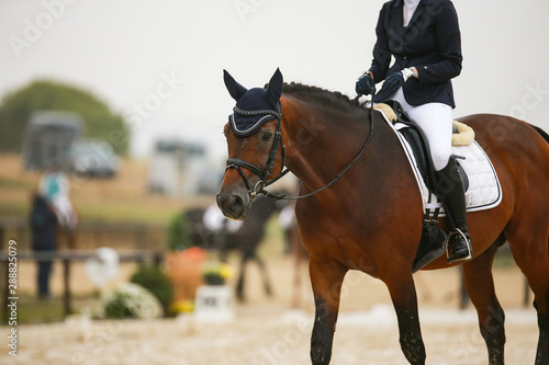 Horse dressage (dressage horse) in the rain on a dressage competition in a test with rider.. © RD-Fotografie