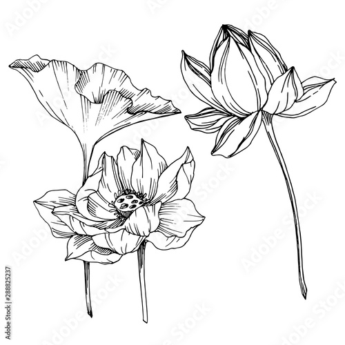 Vector Lotus floral botanical flowers. Black and white engraved ink art. Isolated lotus illustration element.