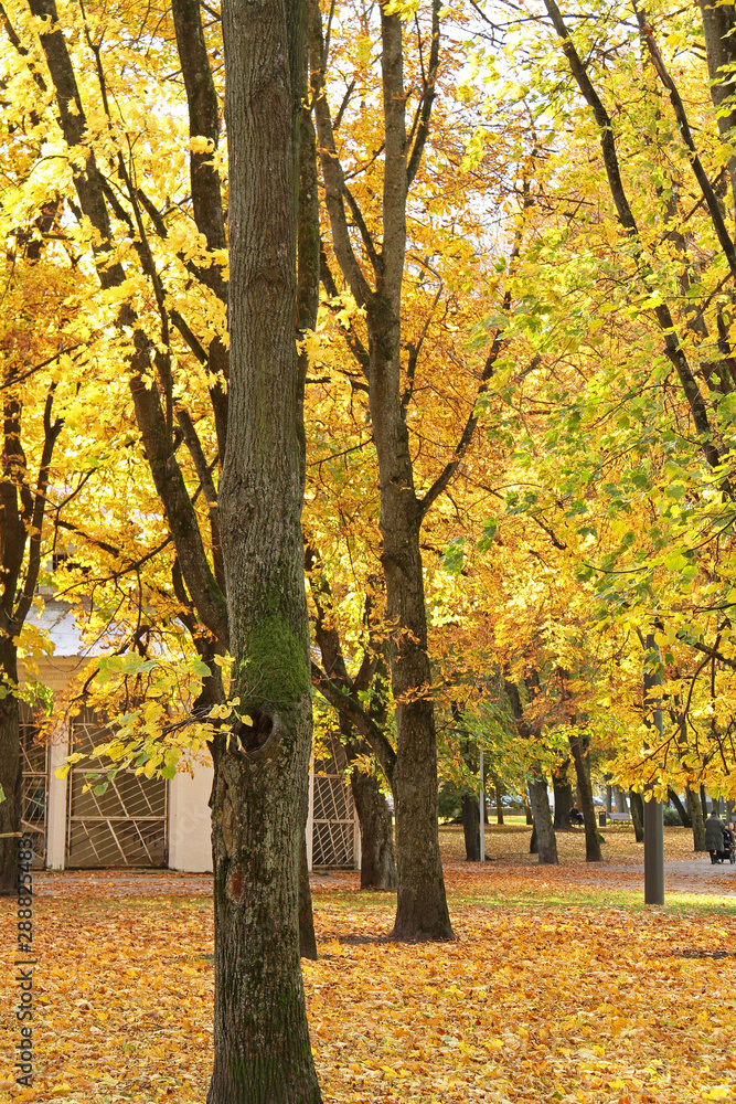 Autumn in park of Vilnius