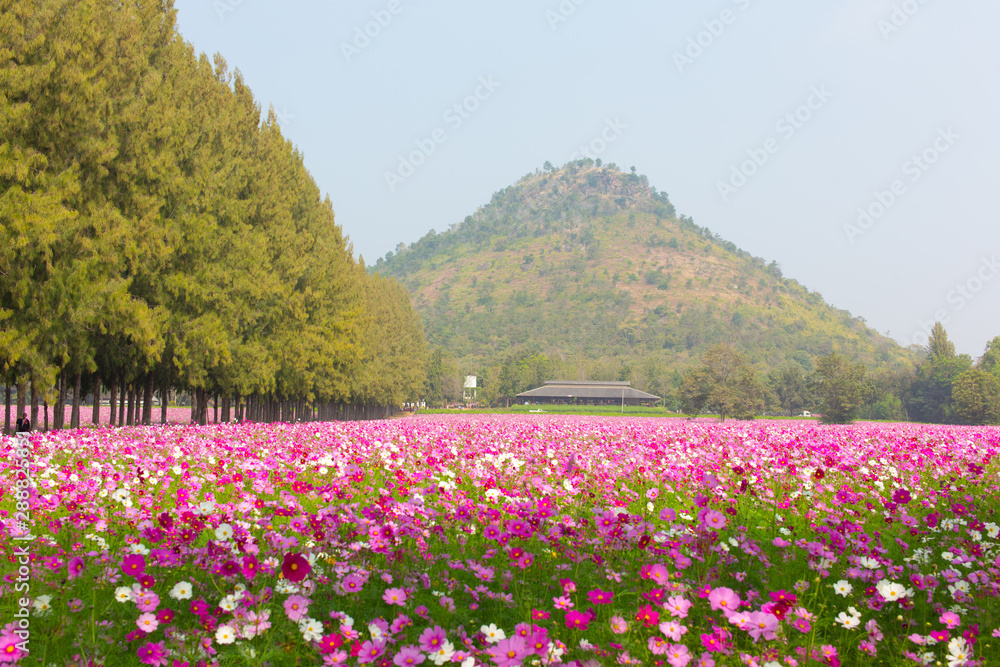 Beautiful view of cosmos flower field with mountains and sky background in Thailand. Horizontal shot.