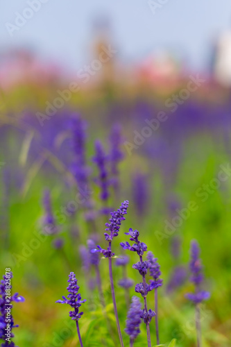 Lavender flowers blooming. Blurred purple field flowers background. Tender lavender flowers in Thailand. Vertical shot.