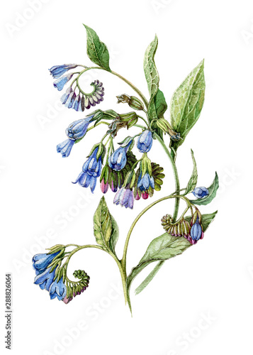 Blue comfrey flower vintage botanical style watercolor illustration. Hand drawn symphytum, medical herb with flowers and leaves. Isolated on white background. photo