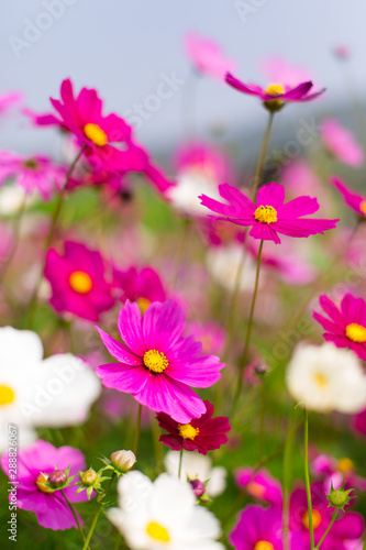 Beautiful pink cosmos flowers in a garden with blurred background under the sunlight, Thailand. Vertical shot. © messipjs