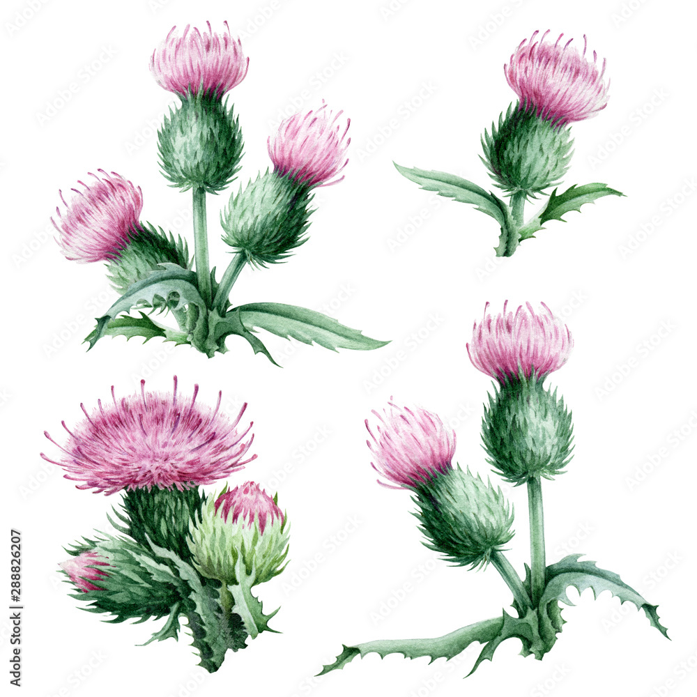 Pink thistle flowers with green leaves watercolor set. Medical wildflower herbs and a symbol of Scotland. Hand painted thistle flower set isolated on white background.