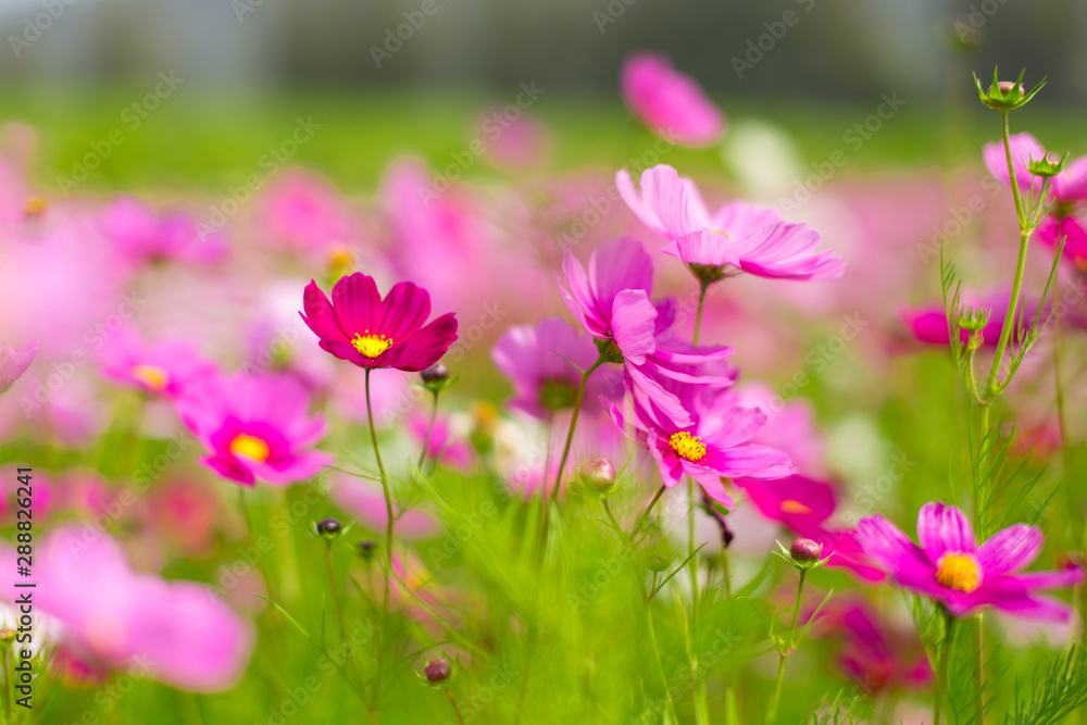 Beautiful pink cosmos flowers in a garden with blurred background under the sunlight, Thailand. Horizontal shot. Beautiful pink cosmos flowers in a garden with blurred background under the sunlight, Thailand. Horizontal shot.