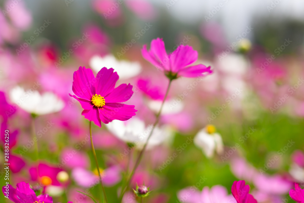 Beautiful pink cosmos flowers in a garden with blurred background under the sunlight, Thailand. Horizontal shot. Beautiful pink cosmos flowers in a garden with blurred background under the sunlight, Thailand. Horizontal shot.