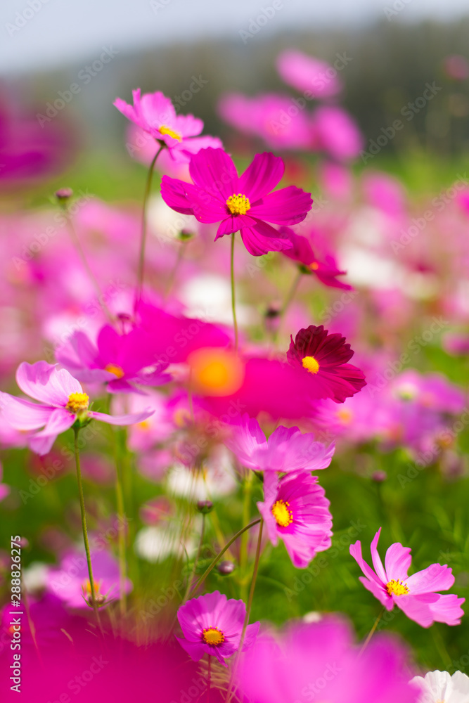 Beautiful pink cosmos flowers in a garden with blurred background under the sunlight, Thailand. Vertical shot. Beautiful pink cosmos flowers in a garden with blurred background under the sunlight, Thailand. Vertical shot.