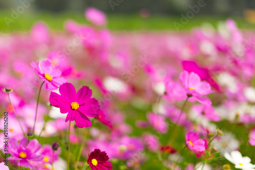 Beautiful pink cosmos flowers in a garden with blurred background under the sunlight, Thailand. Horizontal shot.