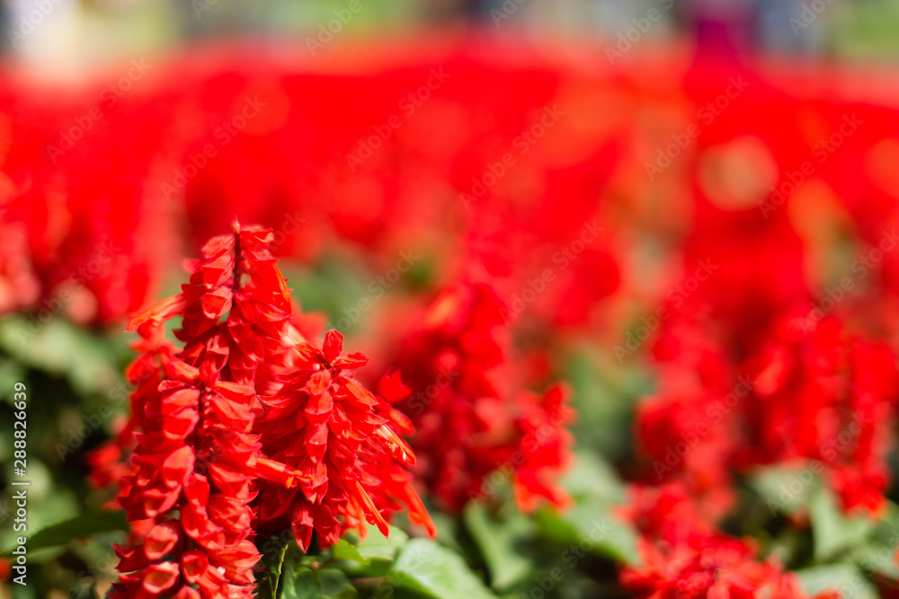 A scenic romantic landscape background picture of red flowers in a garden with blurred background in Thailand. Horizontal shot. A scenic romantic landscape background picture of red flowers in a garden with blurred background in Thailand. Horizontal shot.