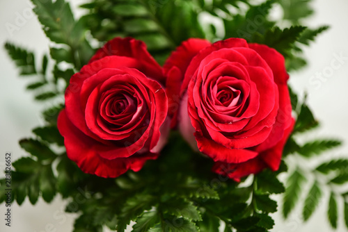 Red rose with leaf on white background