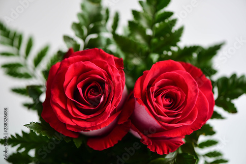 Red rose with leaf on white background