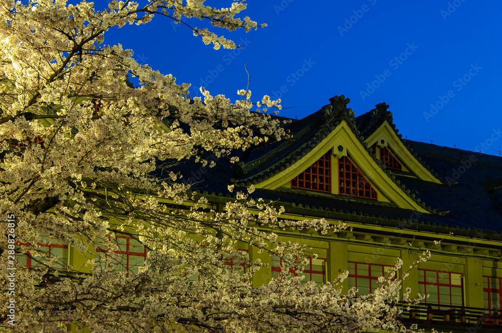 Fototapeta premium 夜明けの天理の建築物と桜