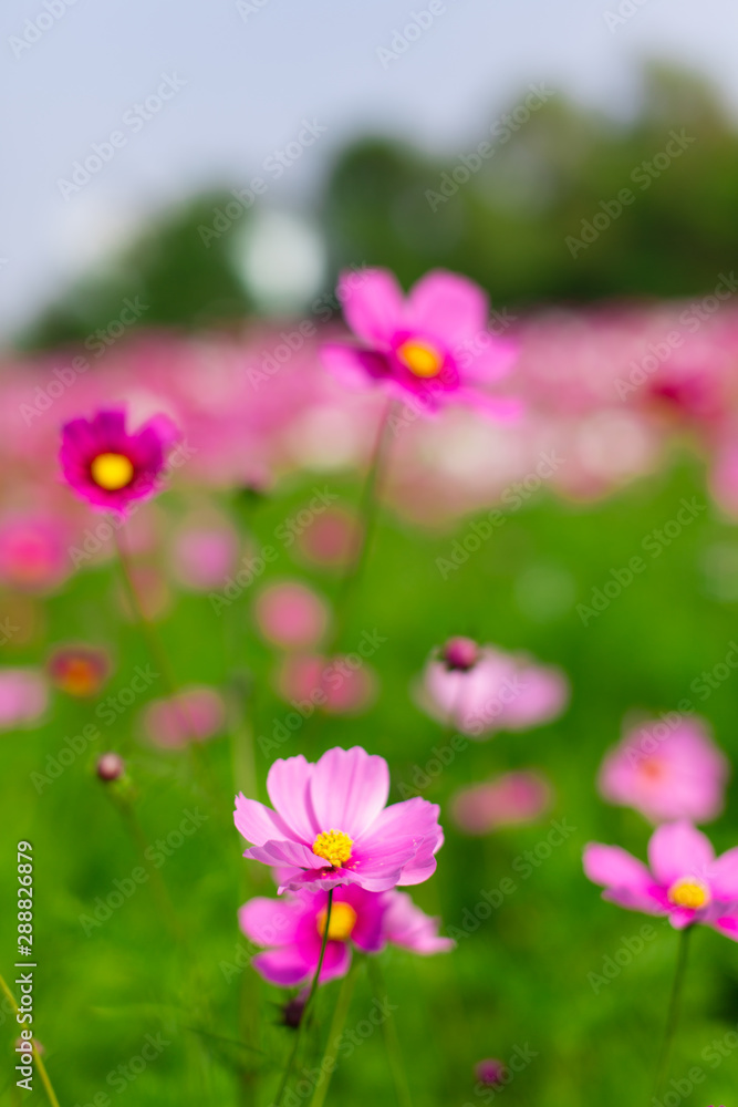 Beautiful pink cosmos flowers in a garden with blurred background under the sunlight, Thailand. Vertical shot.