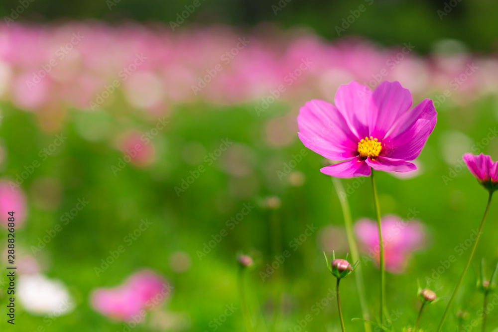 Beautiful pink cosmos flowers in a garden with blurred background under the sunlight, Thailand. horizontal shot. Beautiful pink cosmos flowers in a garden with blurred background under the sunlight, Thailand. horizontal shot.