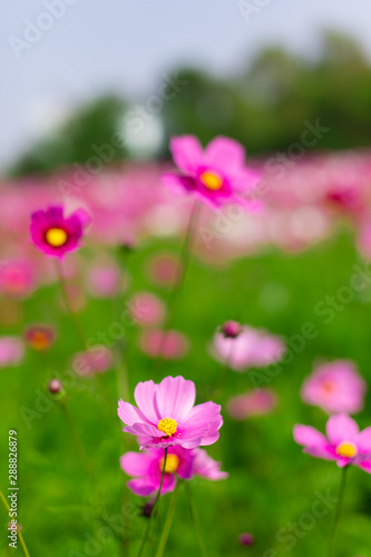 Beautiful pink cosmos flowers in a garden with blurred background under the sunlight  Thailand. Vertical shot.