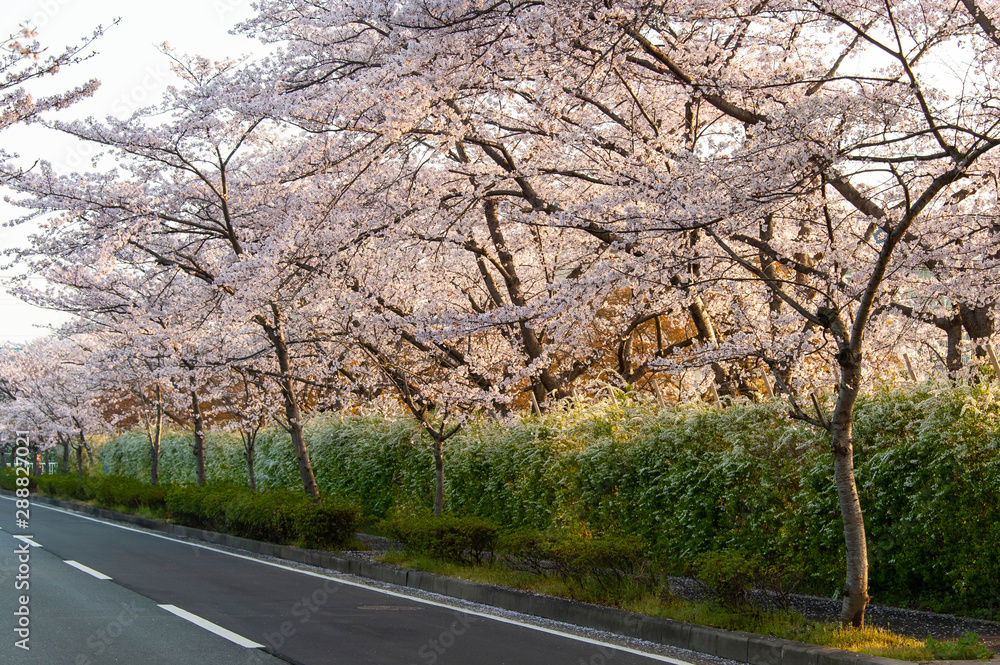 Fototapeta 早朝の天理の道路沿いに咲く桜