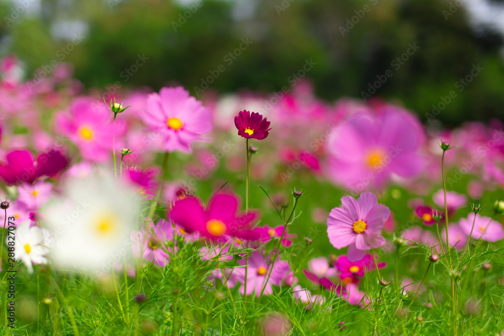 Beautiful pink cosmos flowers in a garden with blurred background under the sunlight, Thailand. horizontal shot. Beautiful pink cosmos flowers in a garden with blurred background under the sunlight, Thailand. horizontal shot.