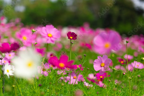 Beautiful pink cosmos flowers in a garden with blurred background under the sunlight, Thailand. horizontal shot.