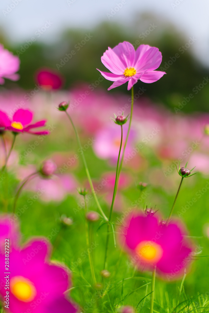 Beautiful pink cosmos flowers in a garden with blurred background under the sunlight, Thailand. Horizontal shot. Beautiful pink cosmos flowers in a garden with blurred background under the sunlight, Thailand. Horizontal shot.