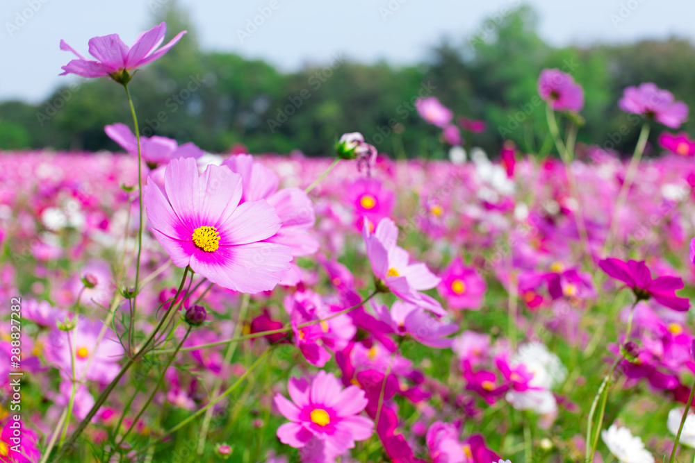 Beautiful pink cosmos flowers in a garden with blurred background under the sunlight, Thailand. Horizontal shot.