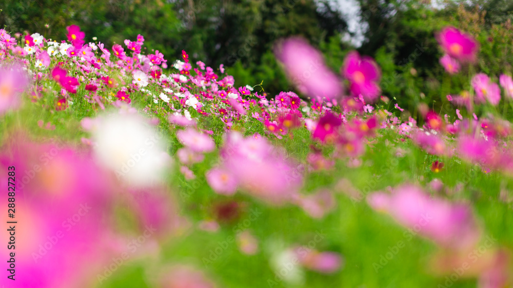 Obraz premium Beautiful pink cosmos flowers in a garden with blurred background under the sunlight, Thailand. Horizontal shot.