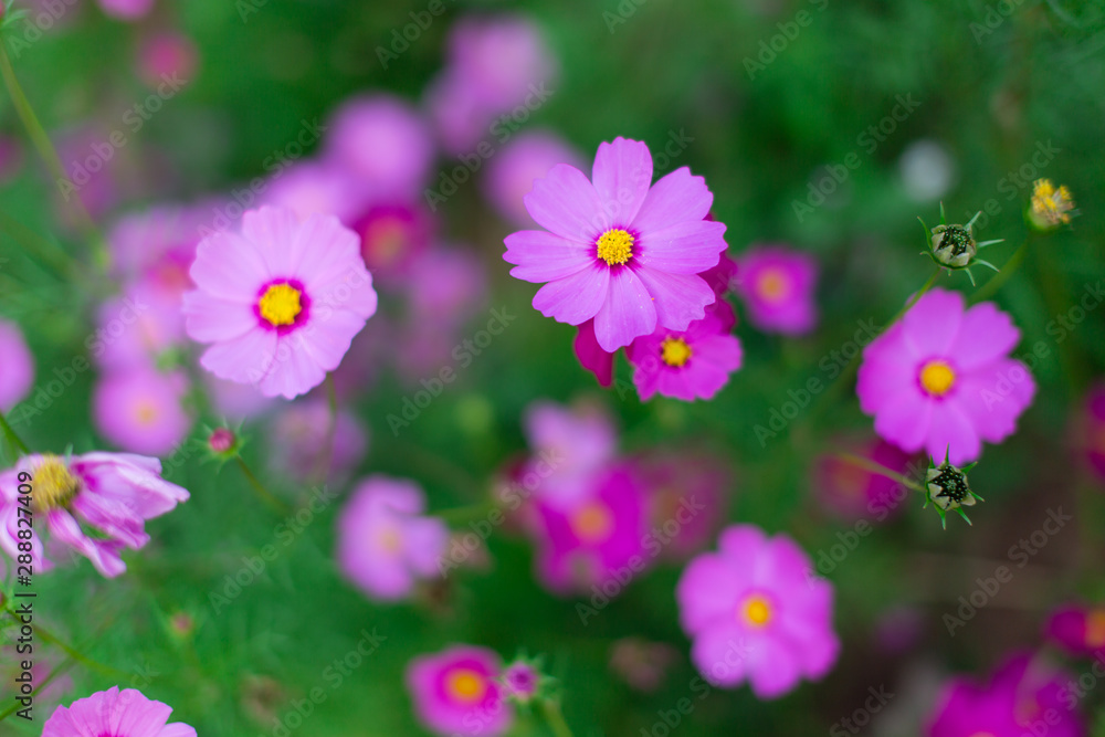 Beautiful pink cosmos flowers in a garden with blurred background, Thailand. horizontal shot. Beautiful pink cosmos flowers in a garden with blurred background, Thailand. horizontal shot.