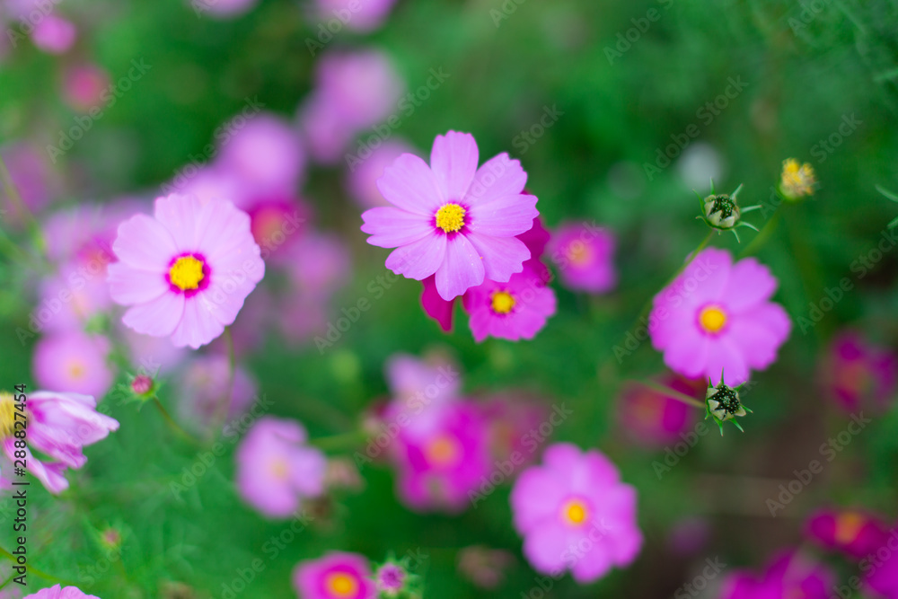 Fototapeta premium Beautiful pink cosmos flowers in a garden with blurred background, Thailand. horizontal shot.