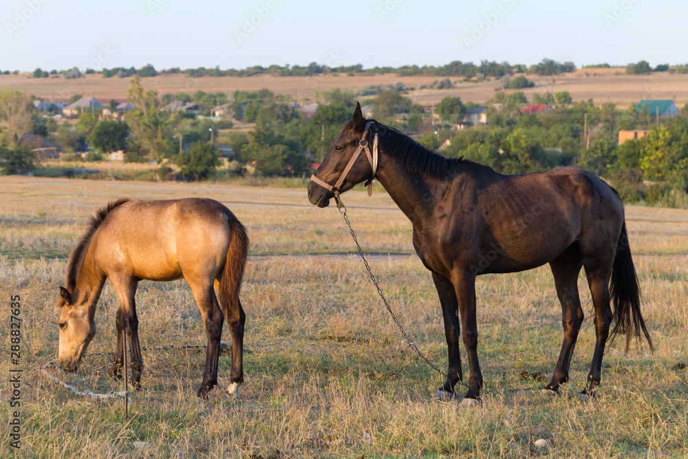 A mare with a foal in the pasture. An animal that grazes. Horses eat grass at dawn.