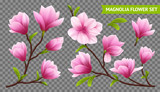 Realistic Magnolia Flower Transparent Icon Set
