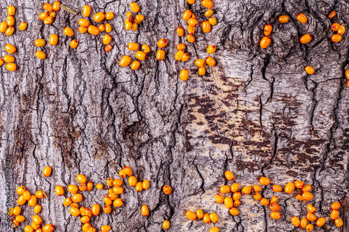 Yellow fresh sea backthorns wild berries on the natural tree bark background with copy space. Autumn concept. photo