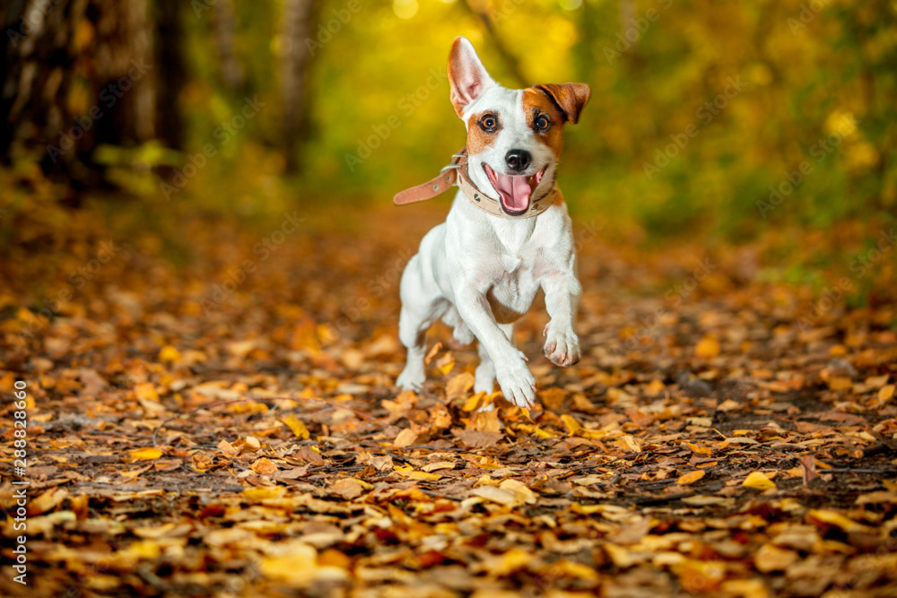 Running dog at autumn
