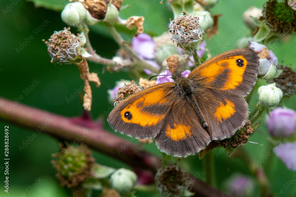 Gate Keeper butterfly early morning in a hedgerow in the United Kingdom Gate Keeper butterfly early morning in a hedgerow in the United Kingdom