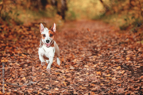 Dog running at autumn