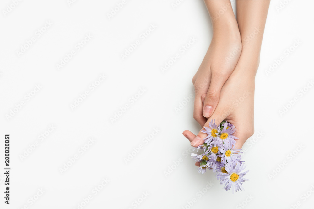 female hands hold daisies. Thin wrist and natural manicure. White background female hands hold daisies. Thin wrist and natural manicure. White background