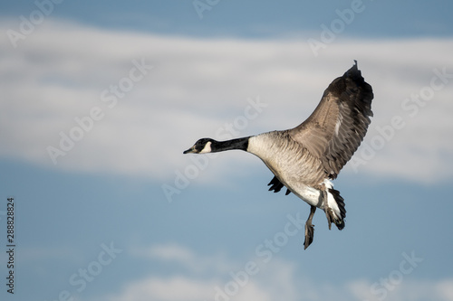 Canada Goose bird coming into land after migrating