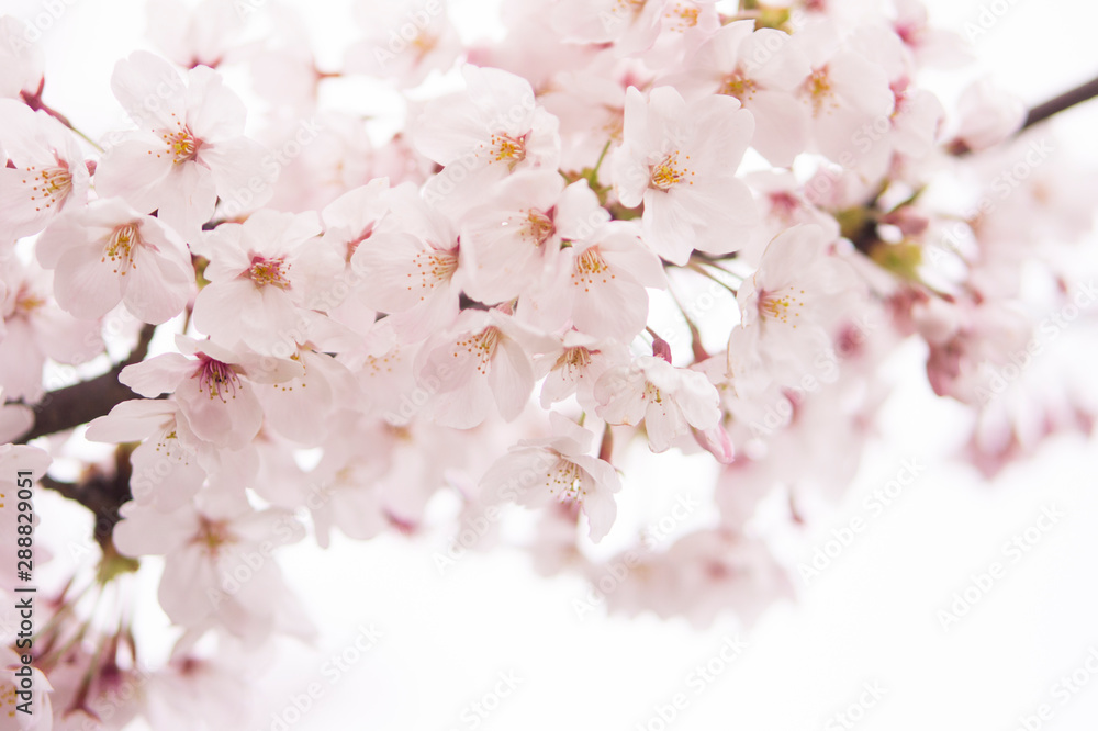 Fototapeta premium Cherry Blossom 桜