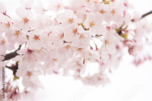 Cherry Blossom    