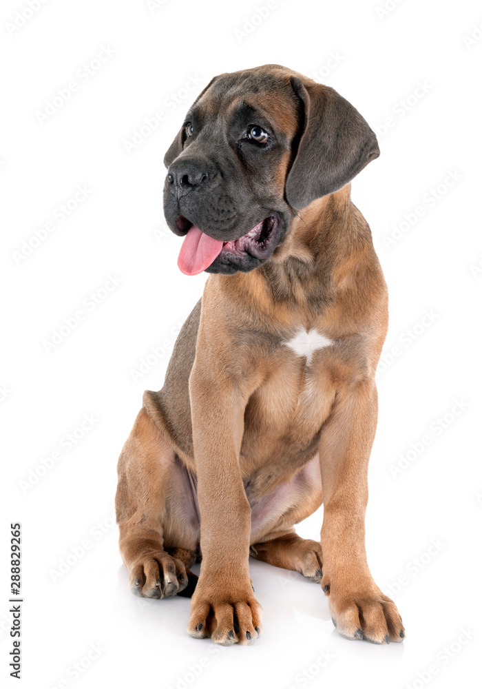 puppy cane corso