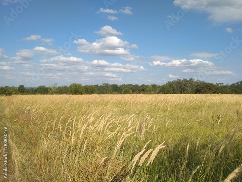 field and blue sky