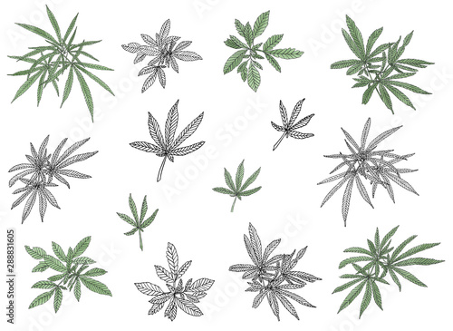 Decorative set of green branch of big hemp and leaves