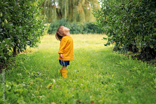 Cute little toddler boy in yellow top and rubber boots standing on green grass between rows of apple trees in orchard looking up at sky waiting for rain. Summer lifestyle. Carefree childhood