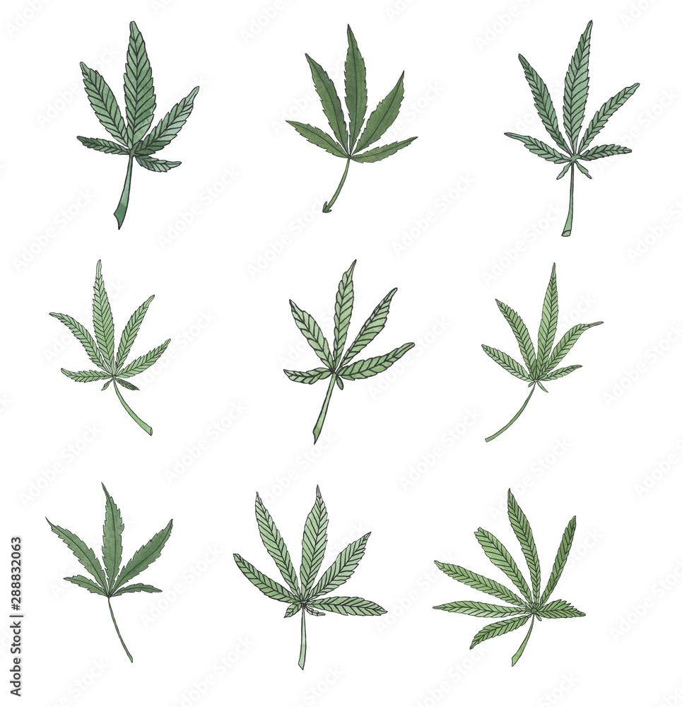 Watercolor set of green branch of big hemp and leaves