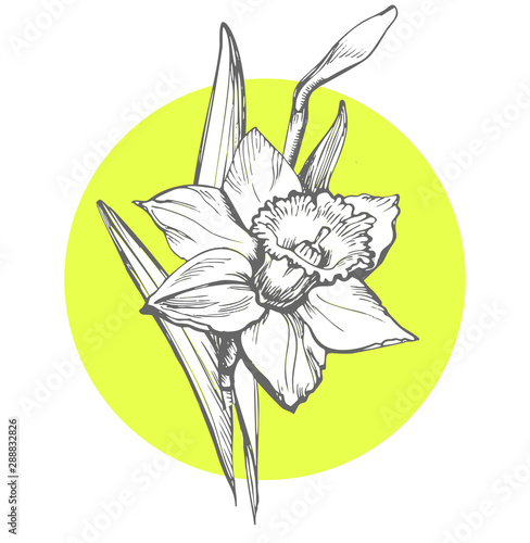 Isolated Daffodil illustration element on yellow round form background. Narcissus flower. Floral botanical flower. Hand Drawn Floral Elements for Design, Can be used as textile print, postcard, cover.