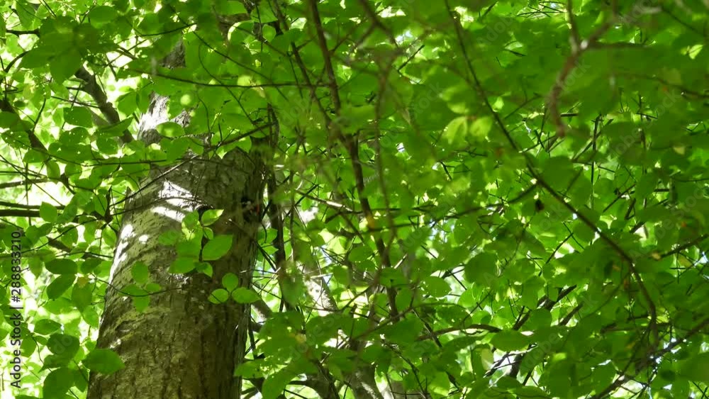 The woodpecker feeds a baby bird. The woodpecker feeds a baby bird.