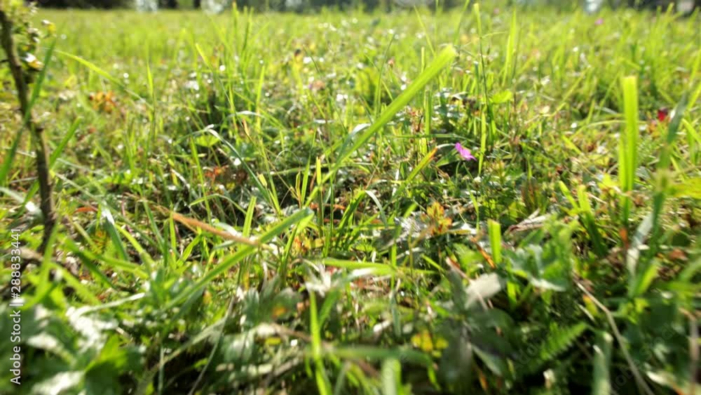 camera moves forward shooting tall wild green grass that gently sways in wind camera moves forward shooting tall wild green grass that gently sways in wind