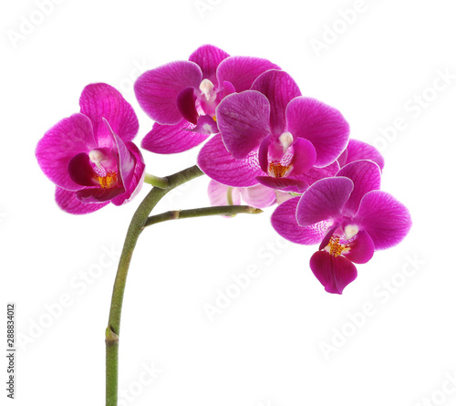 Fototapeta Naklejka Na Ścianę i Meble -  Orchid branch with beautiful flowers on white background