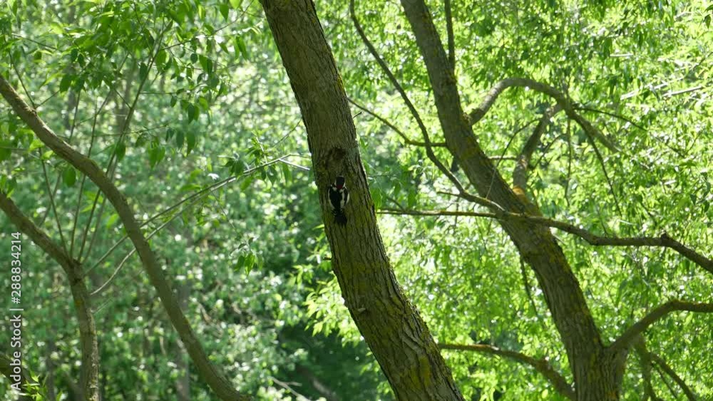The woodpecker rises on a tree The woodpecker rises on a tree