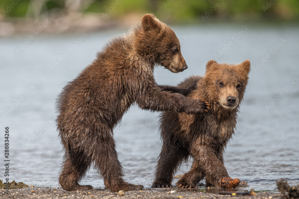 Ruling the landscape, brown bears of Kamchatka (Ursus arctos beringianus) Ruling the landscape, brown bears of Kamchatka (Ursus arctos beringianus)