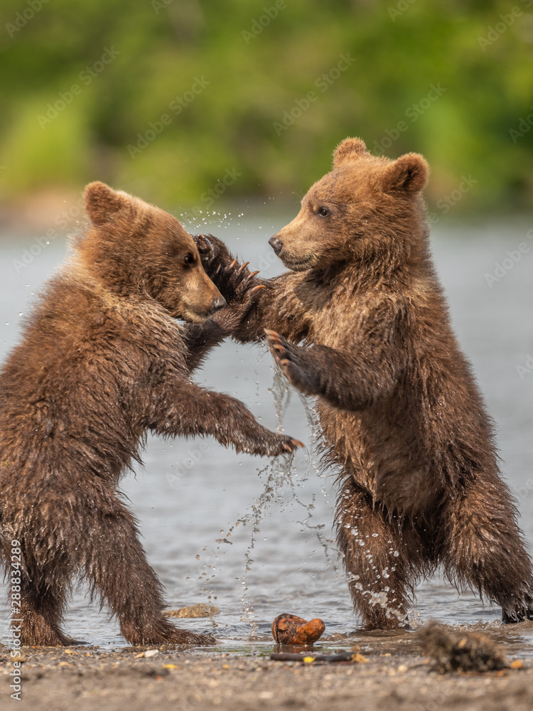 Obraz premium Ruling the landscape, brown bears of Kamchatka (Ursus arctos beringianus)